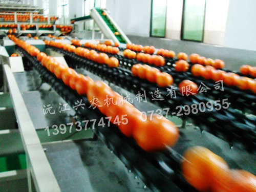 電子水果分選機重量式分選機